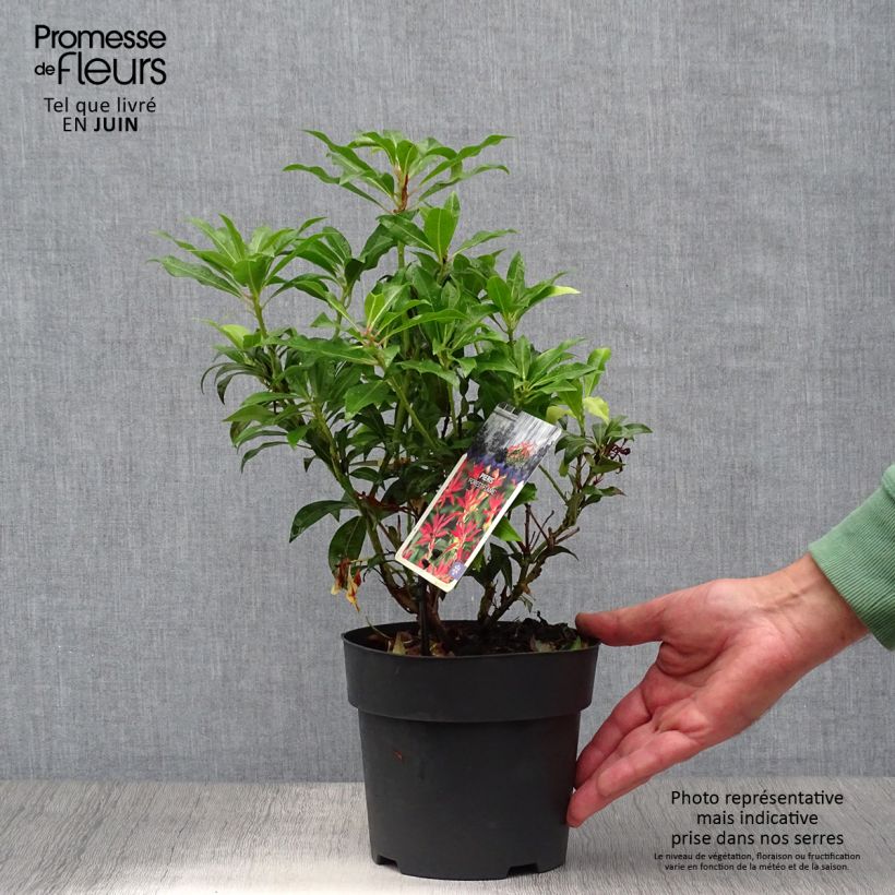 Exemplar von Schattenglöckchen Forest Flame - Pieris japonica Topf mit 2L/3L wie im Sommer geliefert