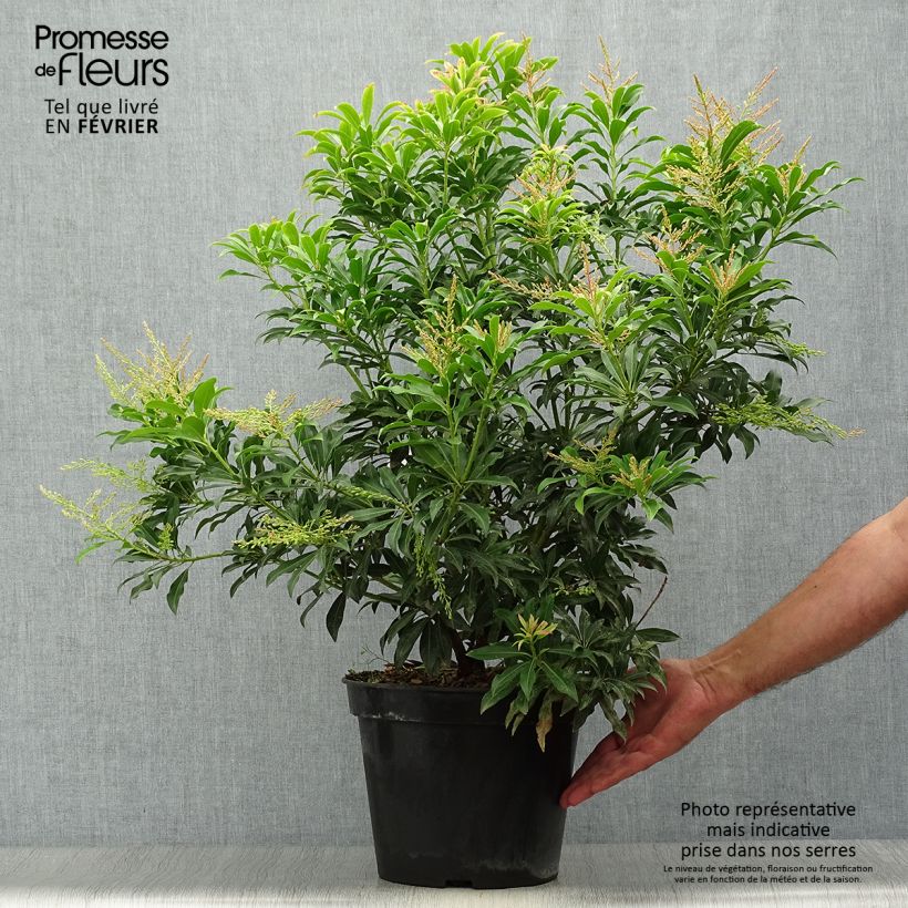 Example of Schattenglöckchen Forest Flame - Pieris japonica Topf mit 7,5L/10L as you get in automne