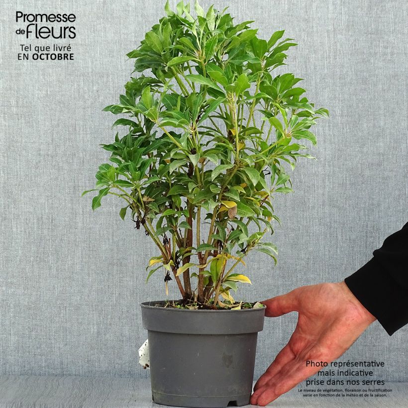 Example of Schattenglöckchen Mountain Fire - Pieris japonica Topf mit 2L/3L as you get in automne