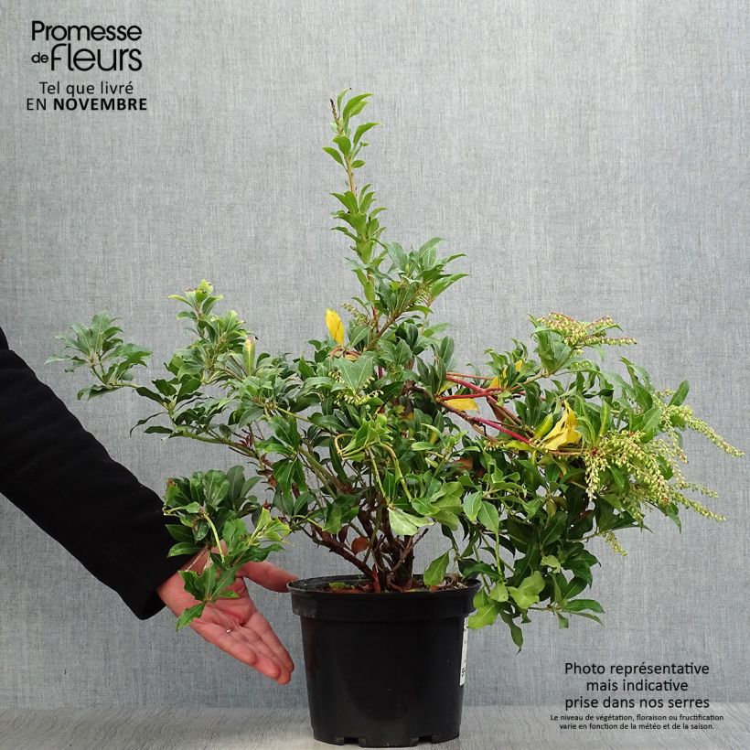 Example of Schattenglöckchen Mountain Fire - Pieris japonica Topf mit 4L/5L as you get in automne