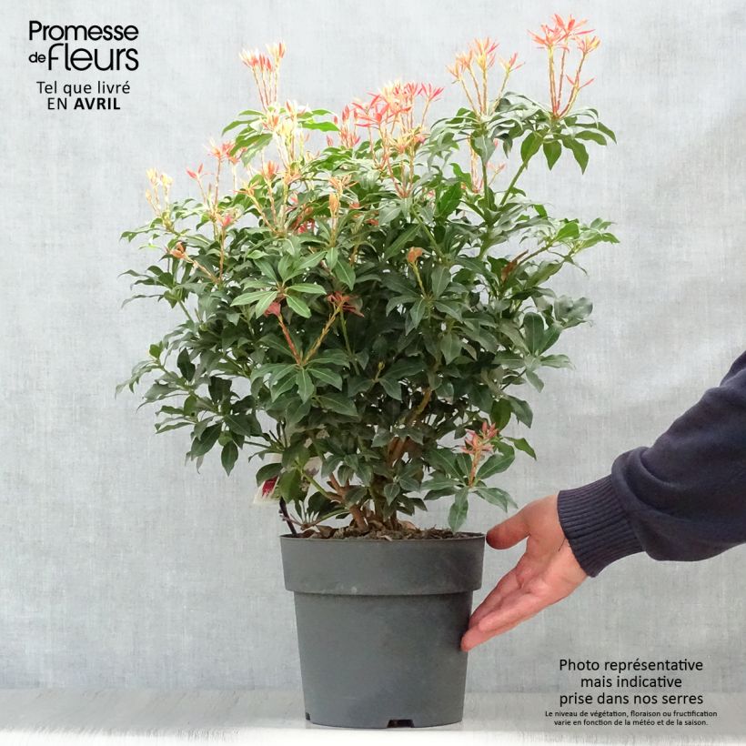Exemplar von Schattenglöckchen Mountain Fire - Pieris japonica Topf mit 4L/5L wie im Frühjahr geliefert