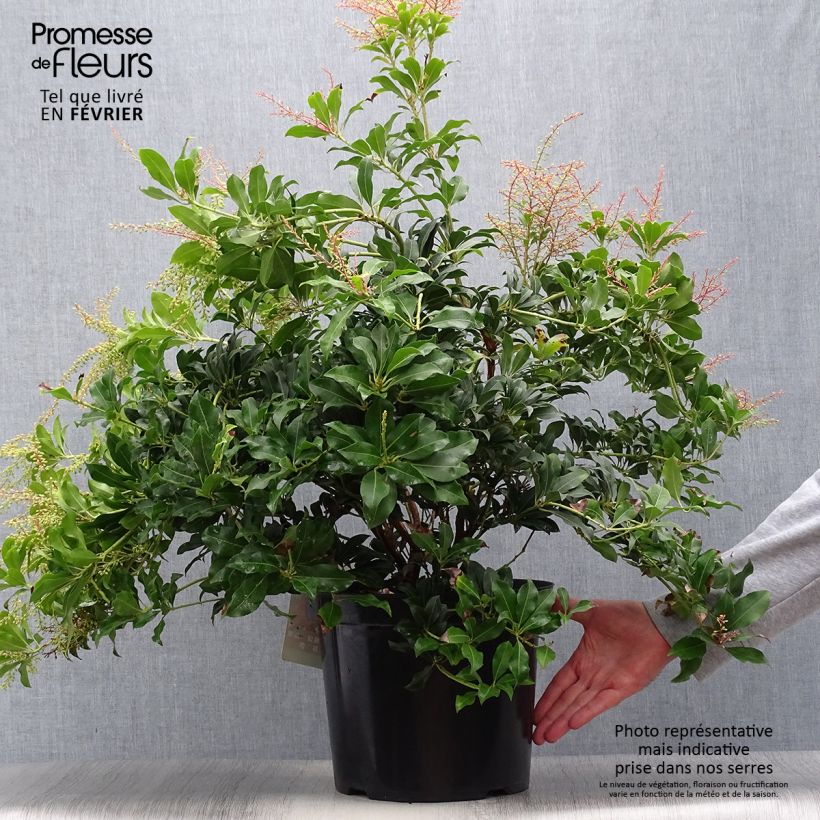 Example of Schattenglöckchen Mountain Fire - Pieris japonica Topf mit 7,5L/10L as you get in automne