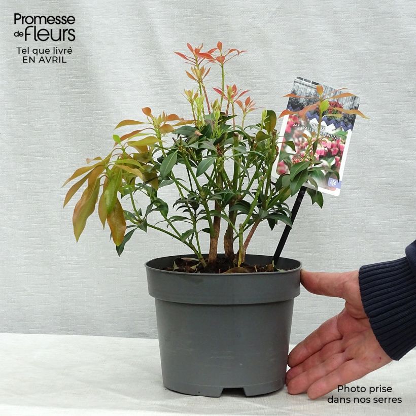 Exemplar von Schattenglöckchen Valley Valentine - Pieris japonica Topf mit 2L/3L wie im Frühjahr geliefert
