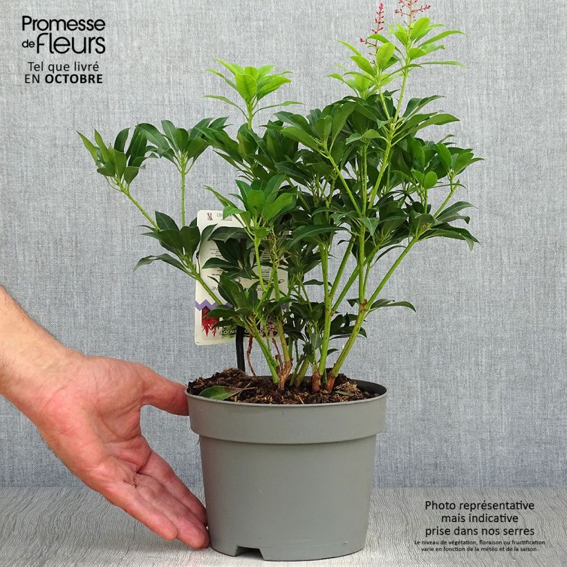 Example of Schattenglöckchen Valley Valentine - Pieris japonica Topf mit 2L/3L as you get in automne
