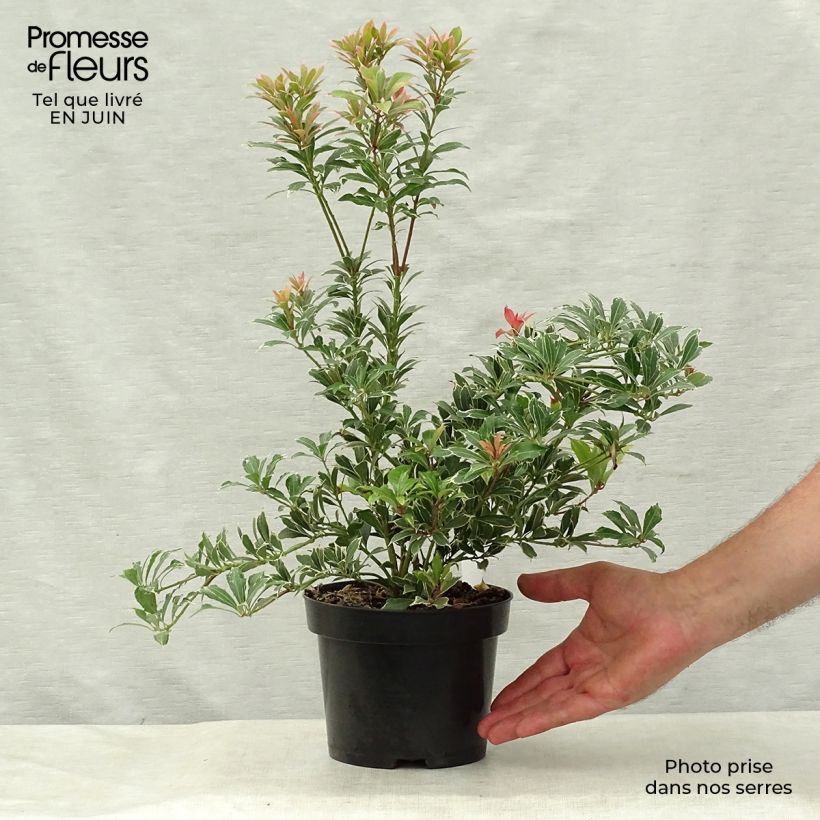 Exemplar von Schattenglöckchen Carnaval - Pieris japonica Topf mit 2L/3L wie im Sommer geliefert