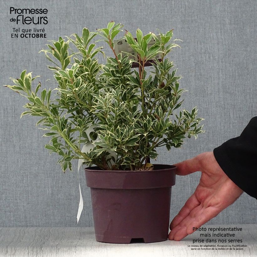 Example of Schattenglöckchen Carnaval - Pieris japonica Topf mit 2L/3L as you get in automne