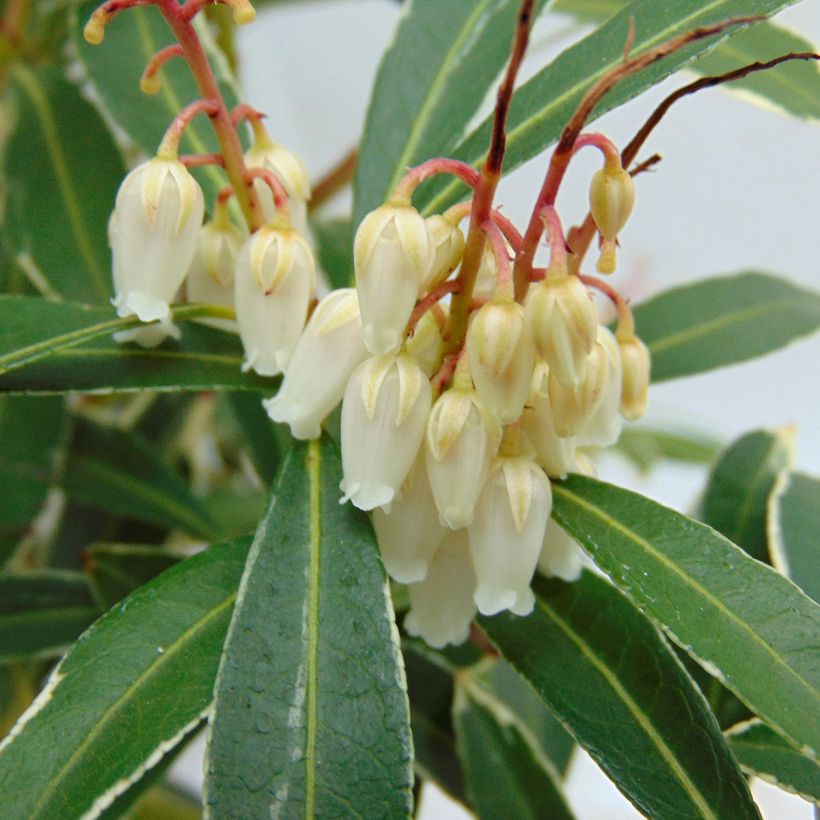 Schattenglöckchen Flaming Silver - Pieris japonica (Flowering)