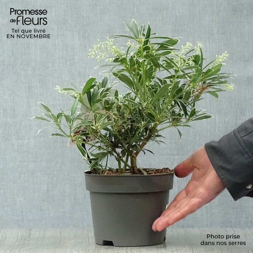 Example of Schattenglöckchen Flaming Silver - Pieris japonica Topf mit 2L/3L as you get in automne