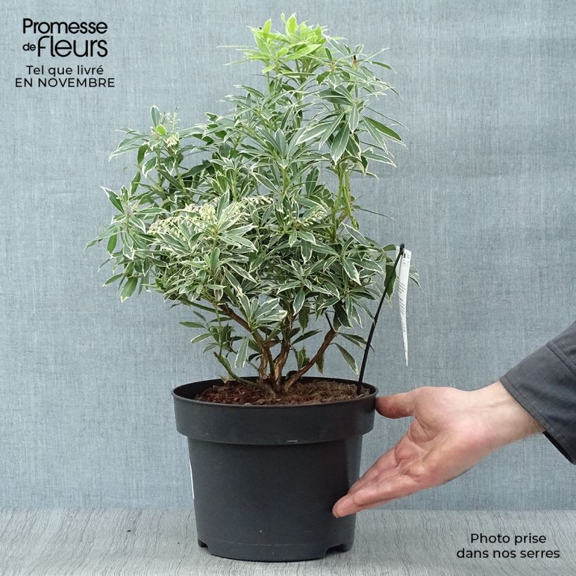 Example of Schattenglöckchen Flaming Silver - Pieris japonica Topf mit 4L/5L as you get in automne