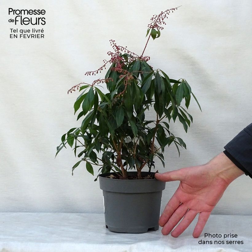 Exemplar von Schattenglöckchen Katsura - Pieris japonica Topf mit 2L/3L wie im Winter geliefert