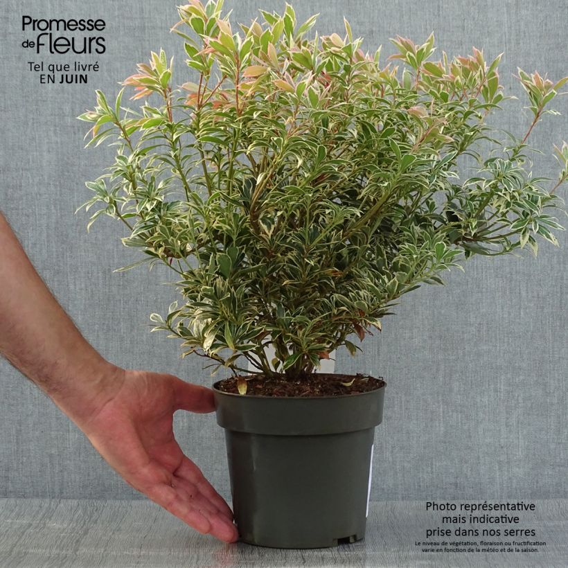 Exemplar von Schattenglöckchen Little Frosty - Pieris japonica Topf mit 2L/3L wie im Sommer geliefert