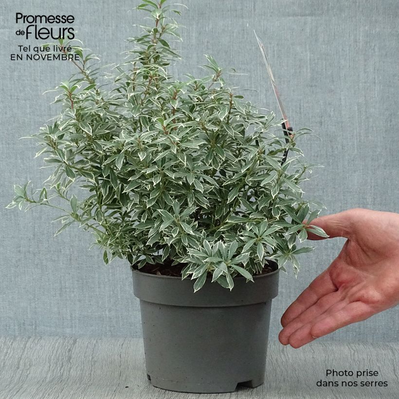 Example of Schattenglöckchen Little Heath - Pieris japonica Topf mit 2L/3L as you get in automne