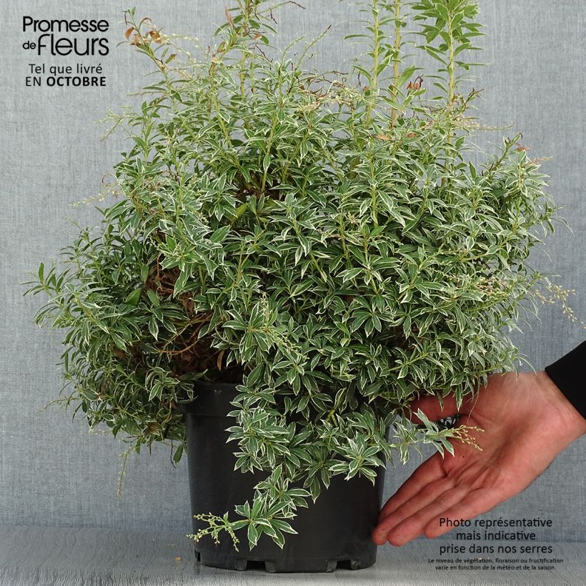Example of Schattenglöckchen Little Heath - Pieris japonica Topf mit 4L/5L as you get in automne