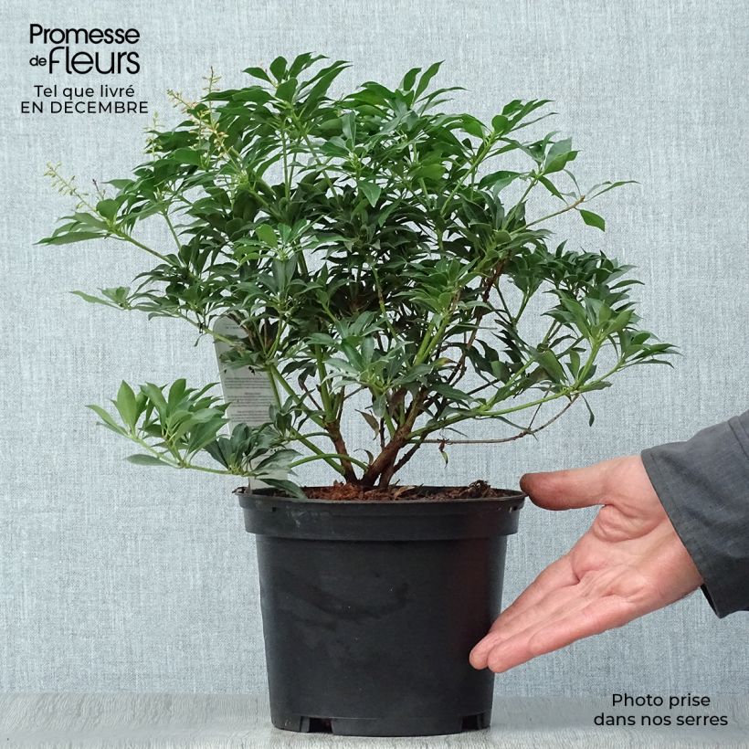 Exemplar von Schattenglöckchen Passion - Pieris japonica Topf mit 2L/3L wie im Winter geliefert