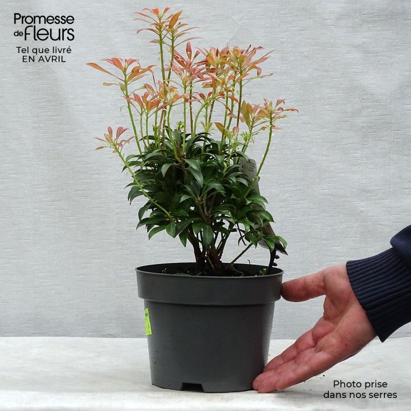 Exemplar von Schattenglöckchen Passion - Pieris japonica Topf mit 2L/3L wie im Frühjahr geliefert