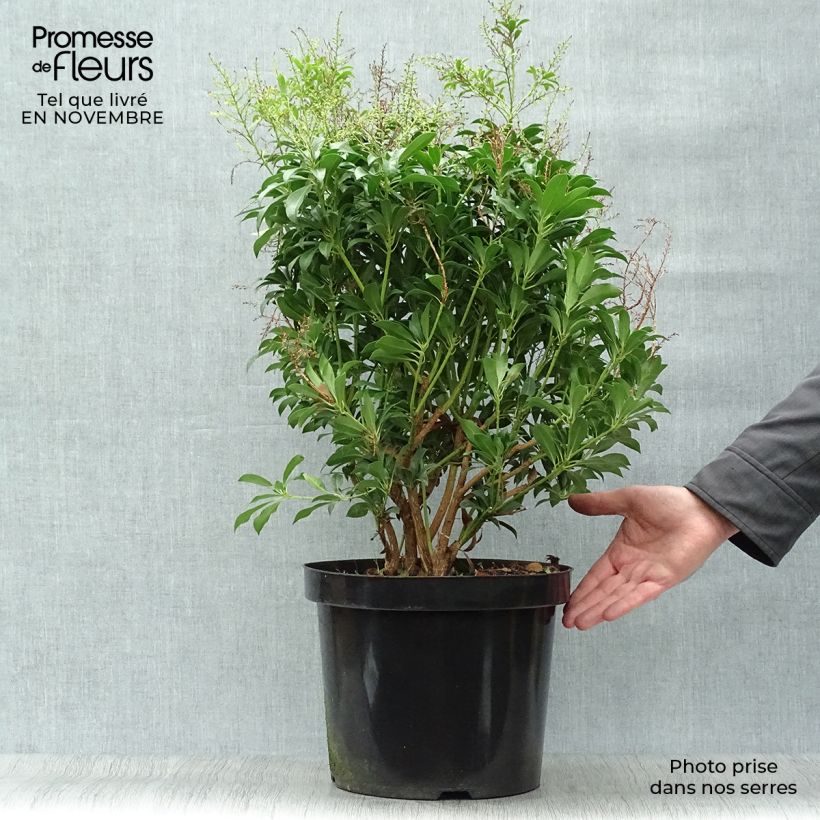 Example of Schattenglöckchen Passion - Pieris japonica Topf mit 6L/7L as you get in automne