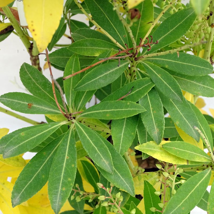 Schattenglöckchen Purity - Pieris japonica (Foliage)