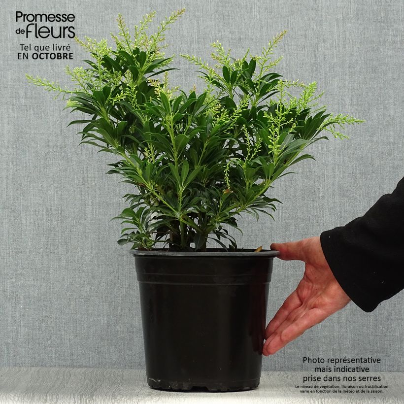 Example of Schattenglöckchen Purity - Pieris japonica Topf mit 3L/4L as you get in automne