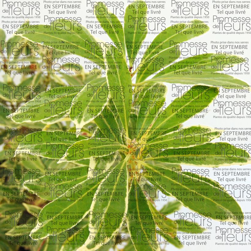 Schattenglöckchen Ralto Rose - Pieris japonica (Foliage)