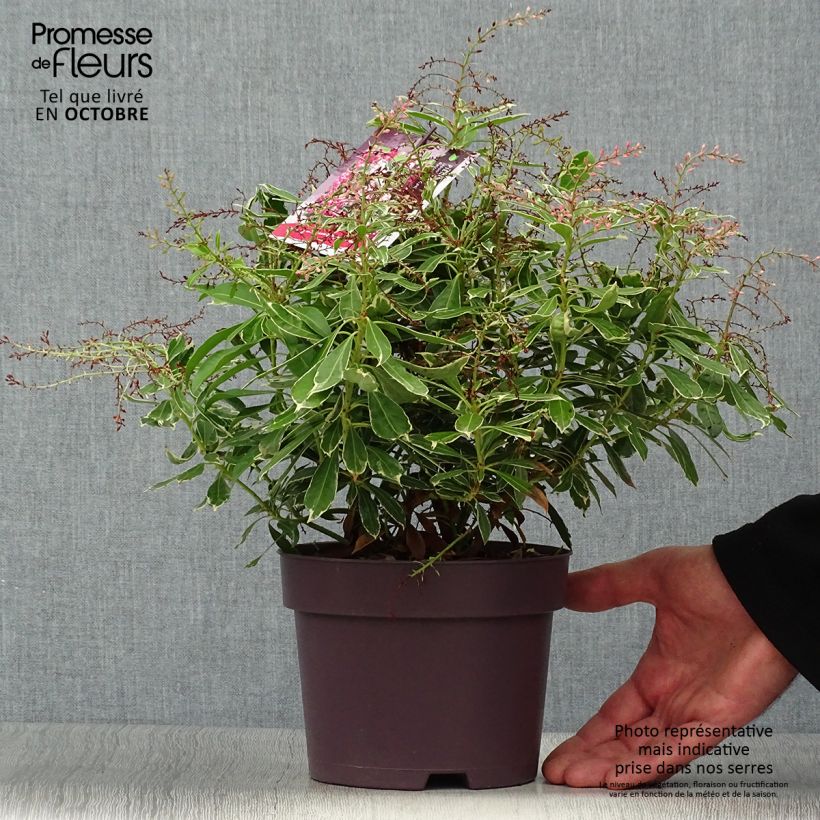 Example of Schattenglöckchen Ralto Rose - Pieris japonica Topf mit 2L/3L as you get in automne