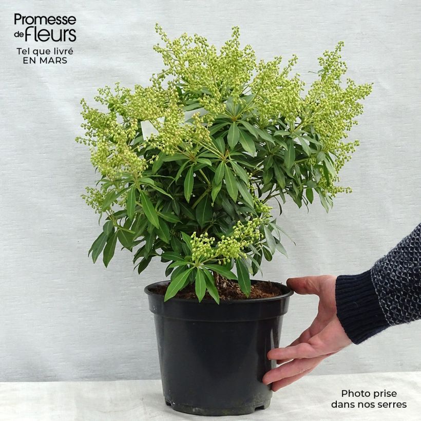 Exemplar von Schattenglöckchen Sarabande - Pieris japonica Topf mit 3L/4L wie im Winter geliefert
