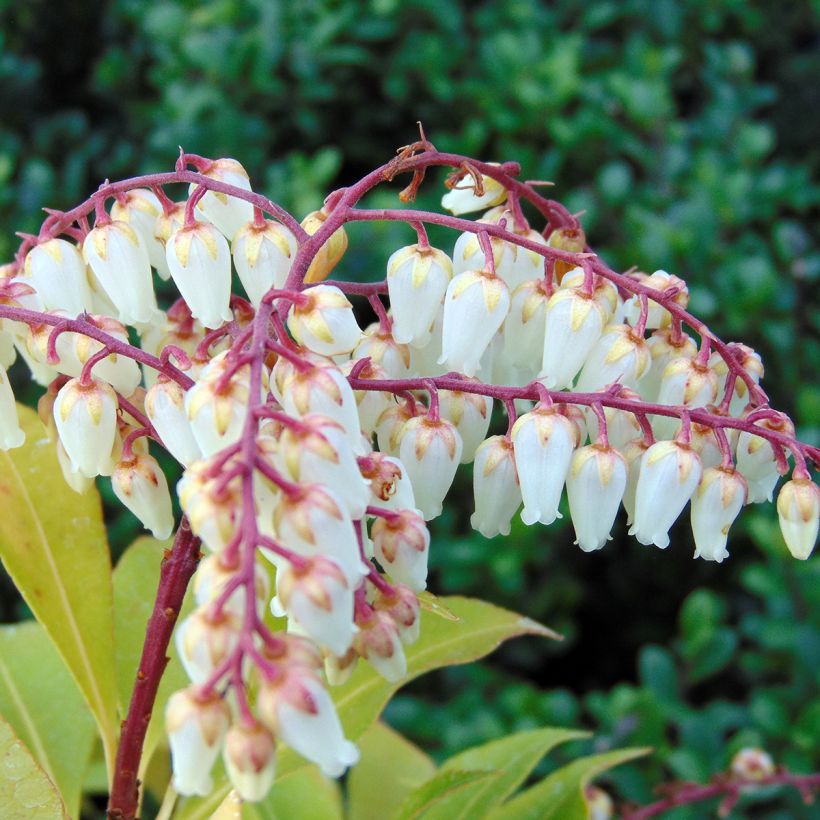 Schattenglöckchen Mountain Fire - Pieris japonica (Flowering)