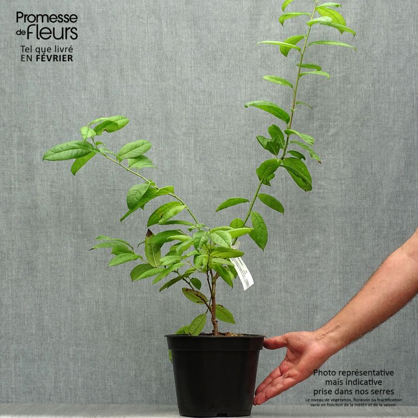 Example of Oxydendron arboreum - Sauerbaum Topf mit 4L/5L as you get in automne