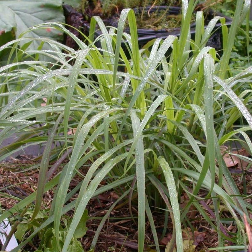 Lemongras (Ölgewinnung (Pflanzen) - Cymbopogon citratus (Foliage)