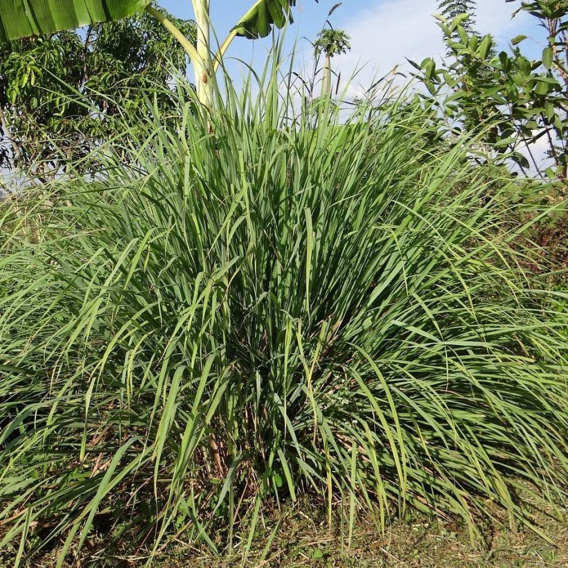 Lemongras (Ölgewinnung (Pflanzen) - Cymbopogon citratus (Plant habit)