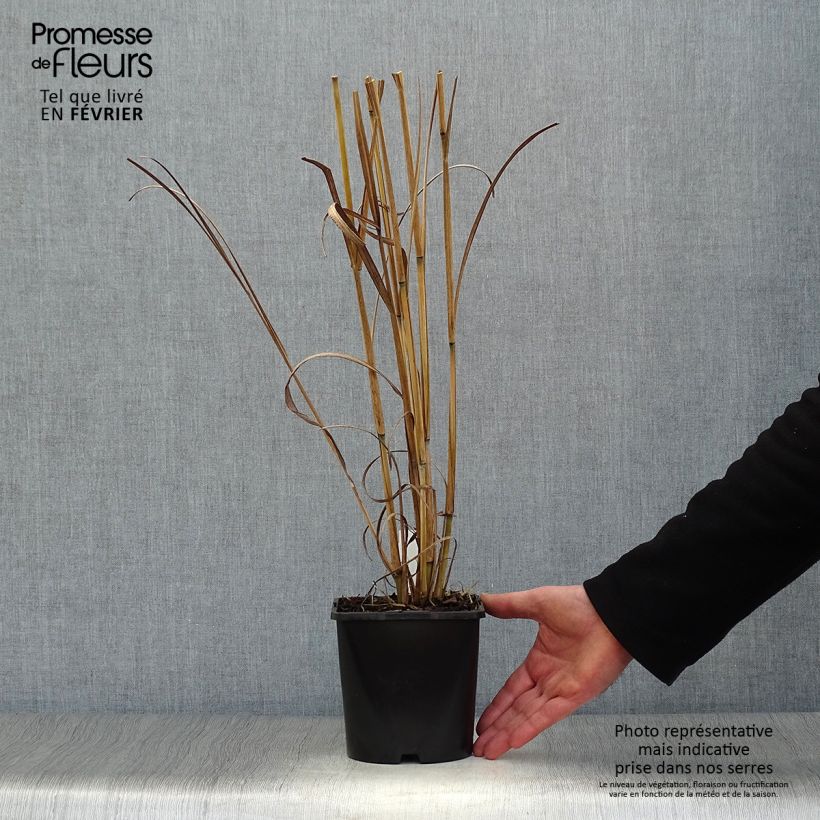 Example of Andropogon gerardii Blackhawks - Bartgras, Gambagras Topf mit 2L/3L as you get in hiver