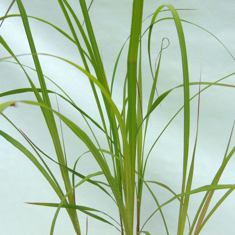 Andropogon gerardii Prairie Sommer - Bartgras, Gambagras (Foliage)
