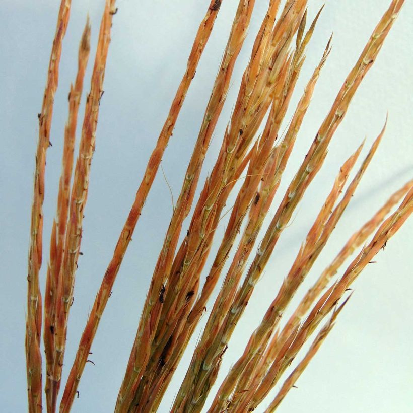 Andropogon gerardii Prairie Sommer - Bartgras, Gambagras (Flowering)