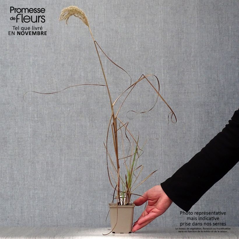 Example of Andropogon gerardii Prairie Sommer - Bartgras, Gambagras Kleine Töpfe von 8/9 cm as you get in automne