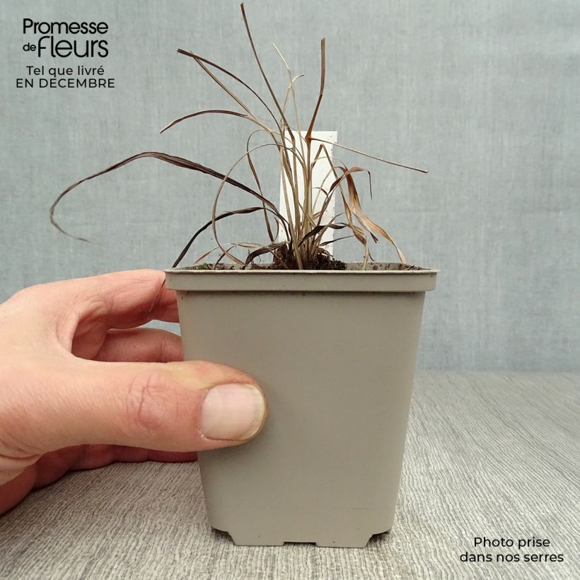 Exemplar von Andropogon gerardii Prairie Sommer - Bartgras, Gambagras Kleine Töpfe von 8/9 cm wie im Winter geliefert