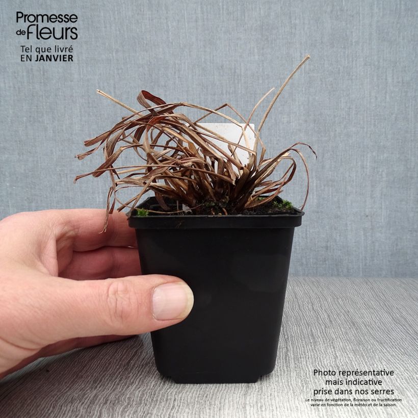 Exemplar von Andropogon gerardii Red October - Bartgras, Gambagras Kleine Töpfe von 8/9 cm wie im Winter geliefert