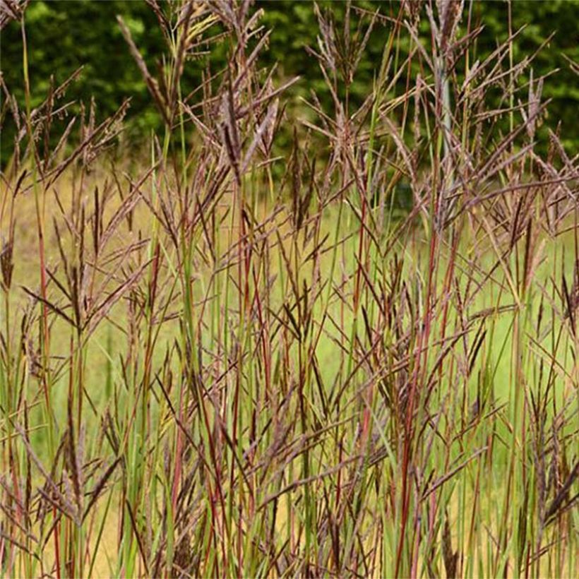 Andropogon hallii Purple Konza - Bartgras, Gambagras (Flowering)