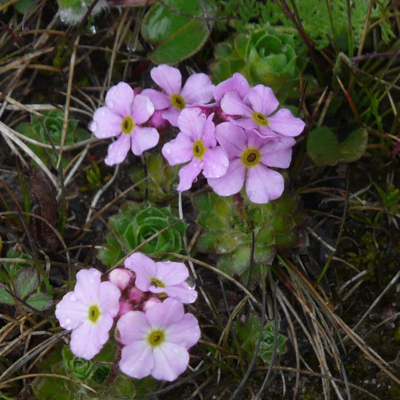 Androsace sempervivoides - Tibet-Zwergmannsschild (Flowering)