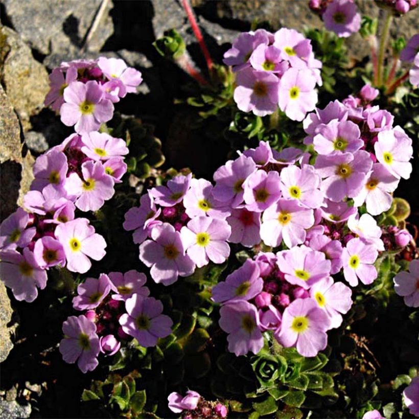 Androsace sempervivoides - Tibet-Zwergmannsschild (Plant habit)