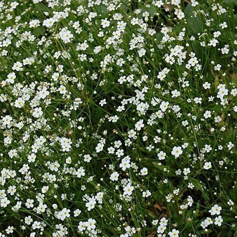 Androsace septentrionalis Star Dust - Nordischer Mannsschild (Flowering)