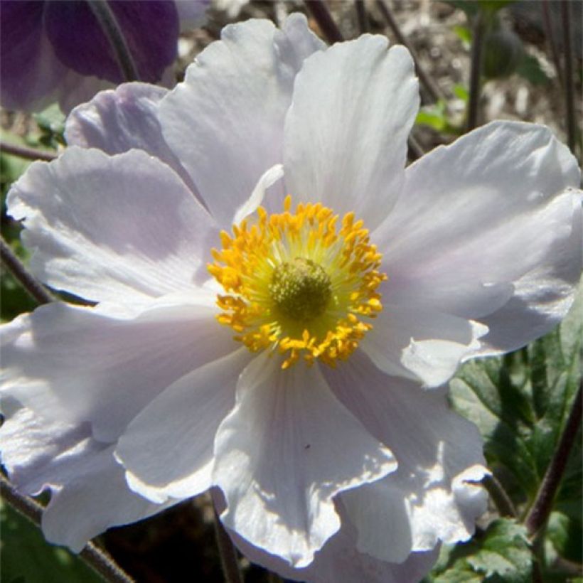 Anemone Dreaming Swan - Herbst-Anemone (Flowering)