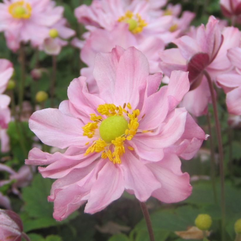 Anemone hupehensis var.japonica Fantasy Pocahontas - Chinesische Herbst-Anemone (Flowering)
