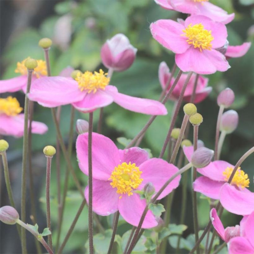 Anemone Little Summer Breeze - Japan-Herbst-Anemone (Flowering)