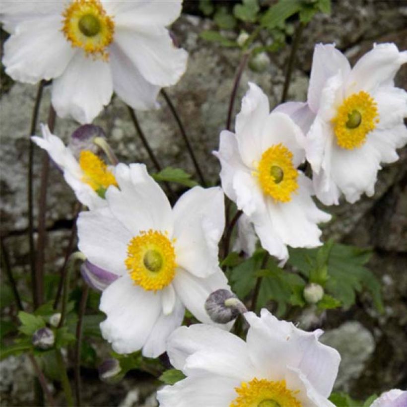Anemone Ruffled Swan - Herbst-Anemone (Flowering)