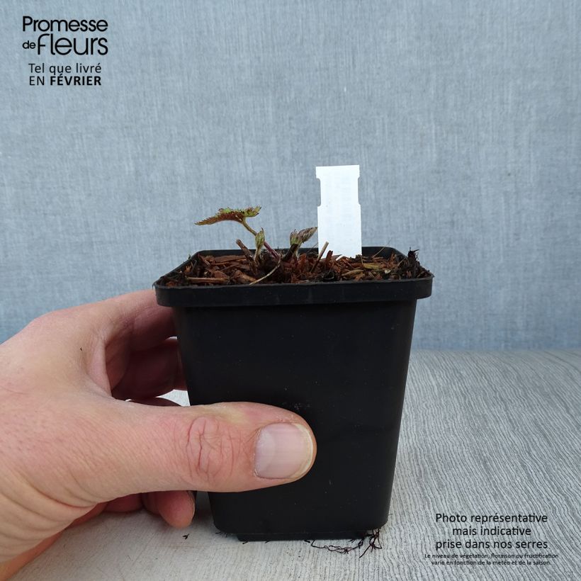 Exemplar von Anemone Ruffled Swan - Herbst-Anemone Kleine Töpfe von 8/9 cm wie im Winter geliefert