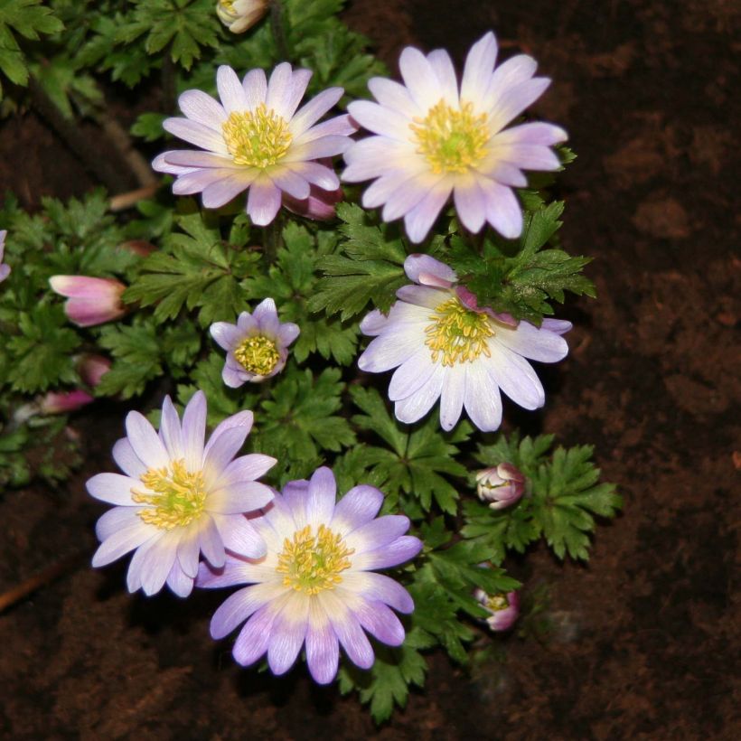 Anemone blanda Blue Splendour - Balkan-Windröschen (Flowering)