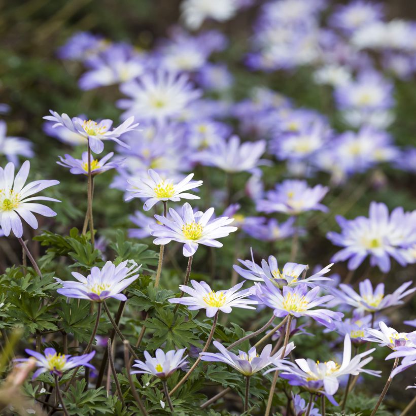 Anemone blanda Blue Splendour - Balkan-Windröschen (Plant habit)