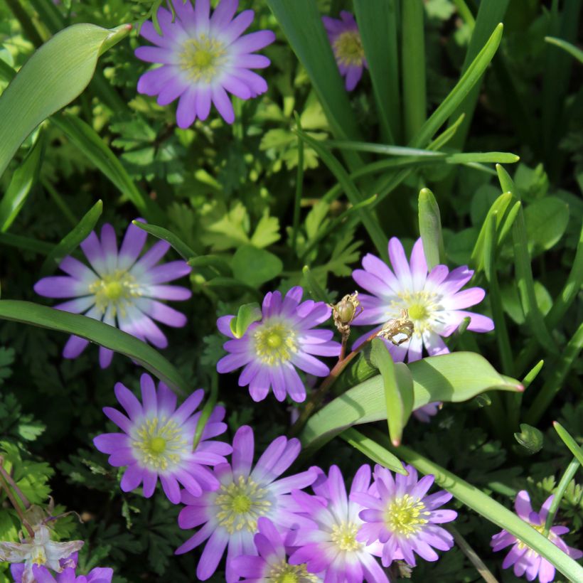 Anemone blanda Charmer - Balkan-Windröschen (Flowering)