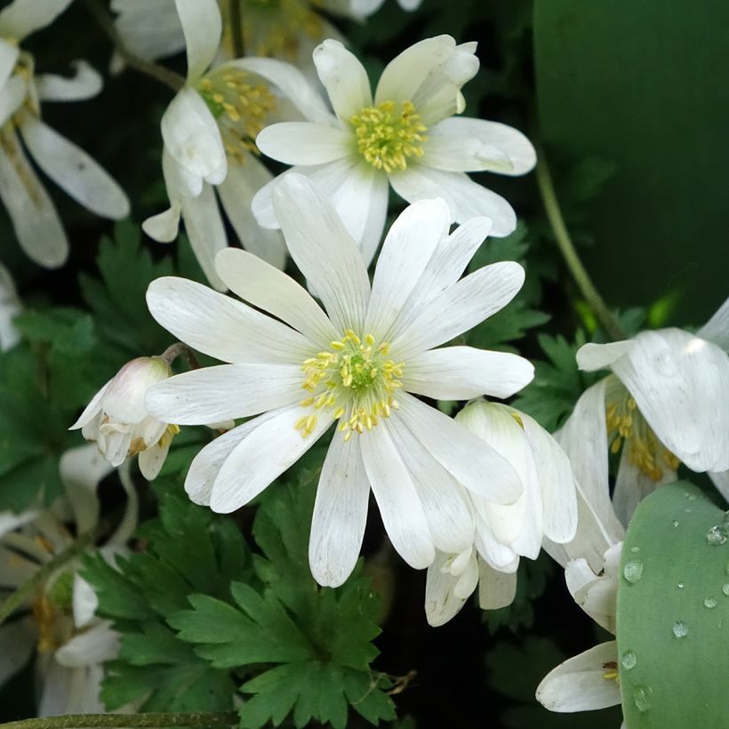 Anemone blanda White Splendour - Balkan-Windröschen (Flowering)