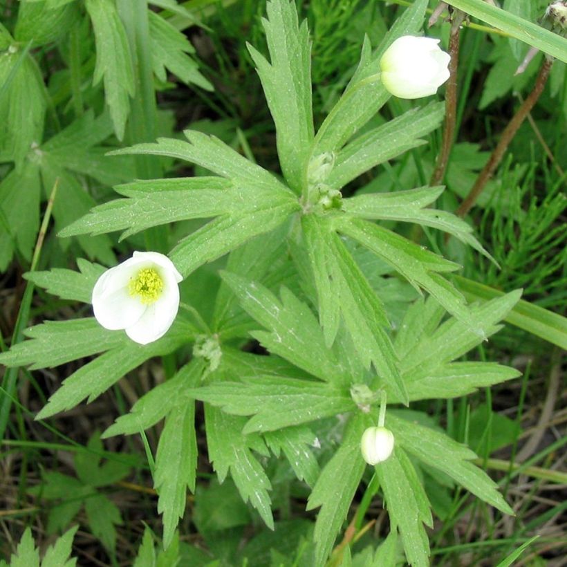 Anemone canadensis - Kanadische Wiesen-Anemone (Foliage)