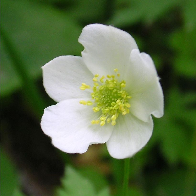 Anemone canadensis - Kanadische Wiesen-Anemone (Flowering)